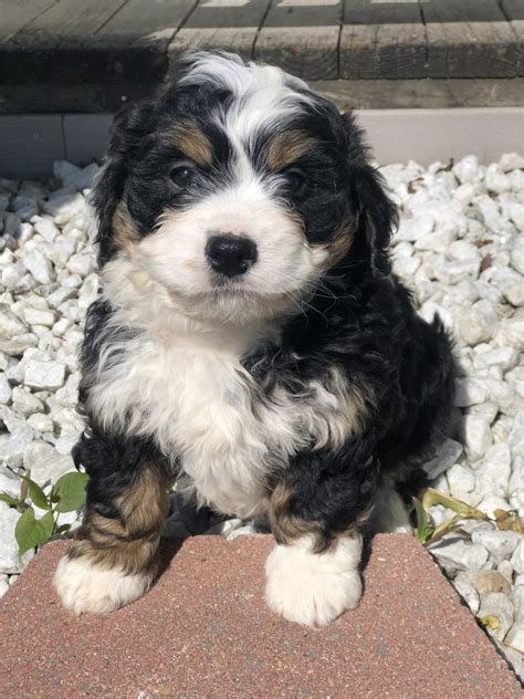 Bernedoodle Puppy For Adoption